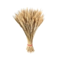 Spighe di grano 200gr Bianche