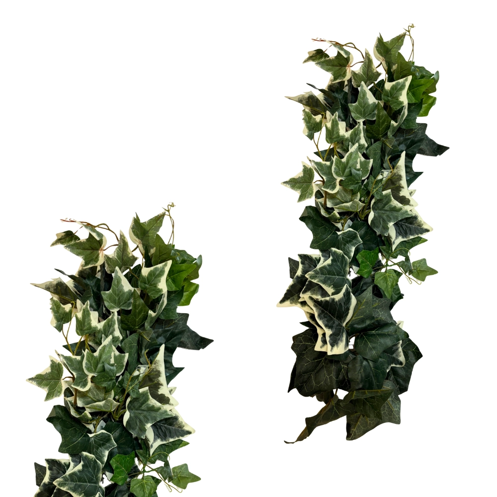 Fascio di edere variegata foglia larga , 1pz.