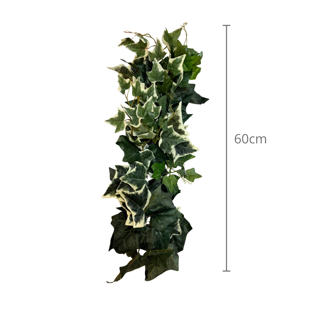 Fascio di edere variegata foglia larga , 1pz.